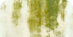 カビ・コケ・藻